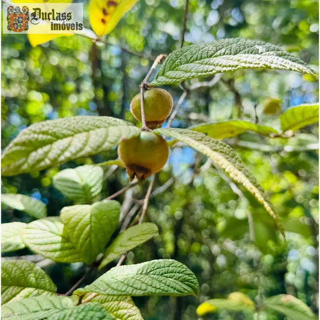 Foto 18 de Chácara à venda, 31850m2 em Camanducaia - MG