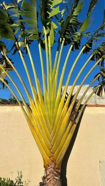 Chácara com 3 quartos à venda, 250m2 em Pinhalzinho - SP - imagem 8 Foto 8 de Chácara com 3 quartos à venda, 250m2 em Pinhalzinho - SP