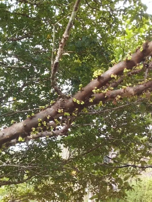 Foto 7 de Chácara com 3 quartos à venda, 345m2 em Piracaia - SP