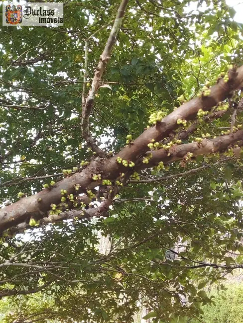 Foto 7 de Chácara com 3 quartos à venda, 345m2 em Piracaia - SP