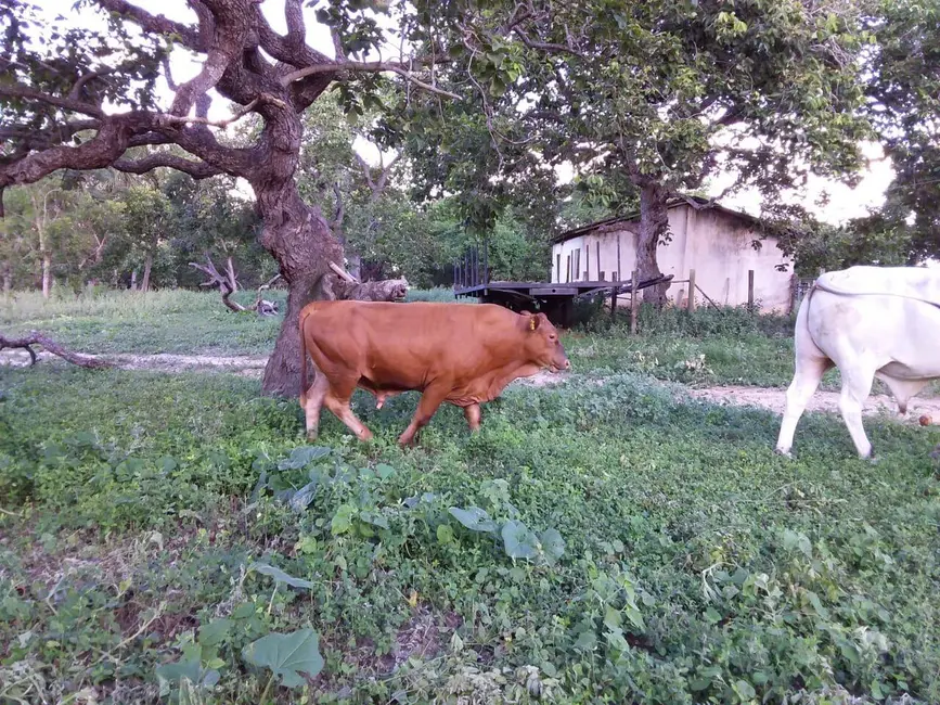 Foto 4 de Fazenda / Haras à venda, 300m2 em Arinos - MG