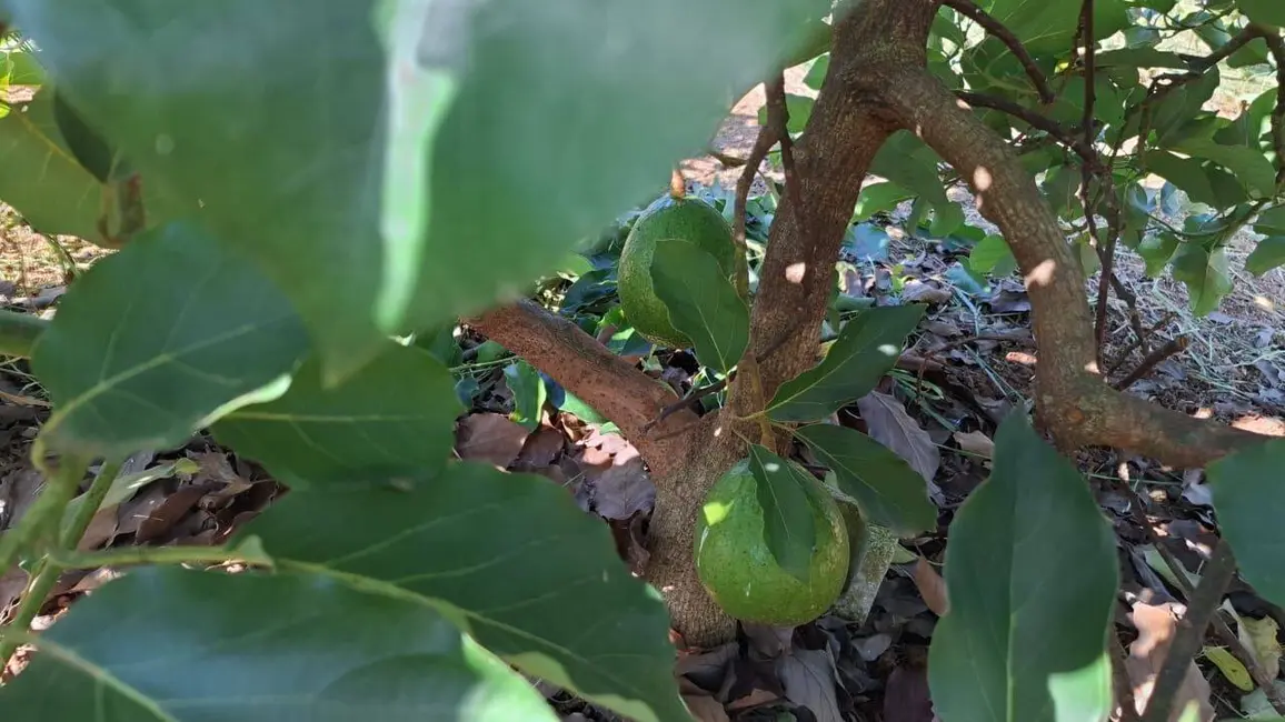 Foto 8 de Chácara com 2 quartos à venda, 5938m2 em Cambui - MG