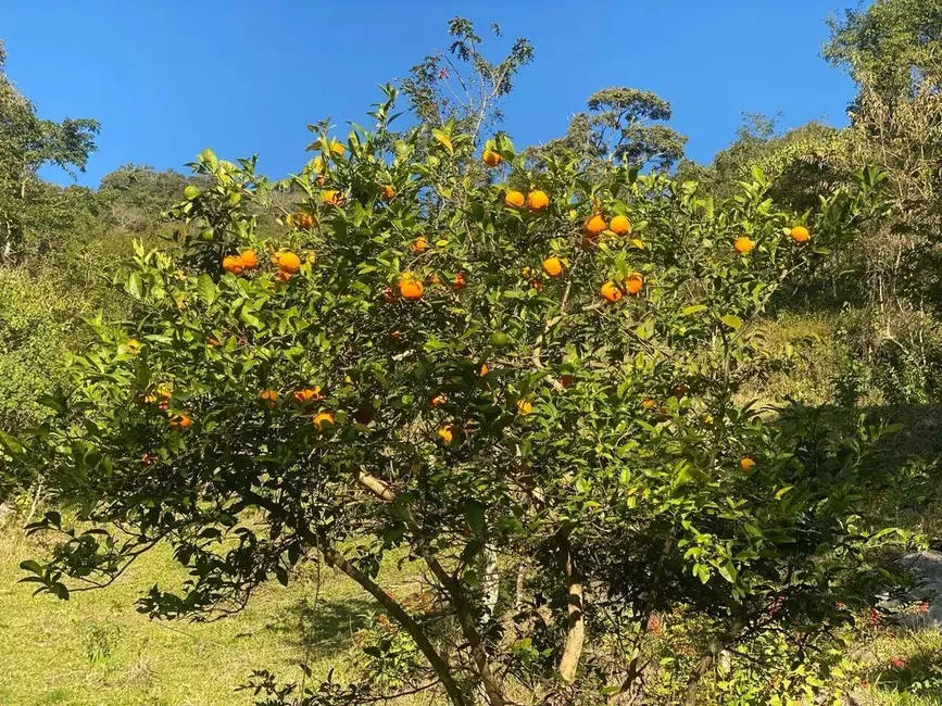 Sala Comercial à venda, 60000m2 em Itapeva - MG - imagem 8 Foto 8 de Sala Comercial à venda, 60000m2 em Itapeva - MG
