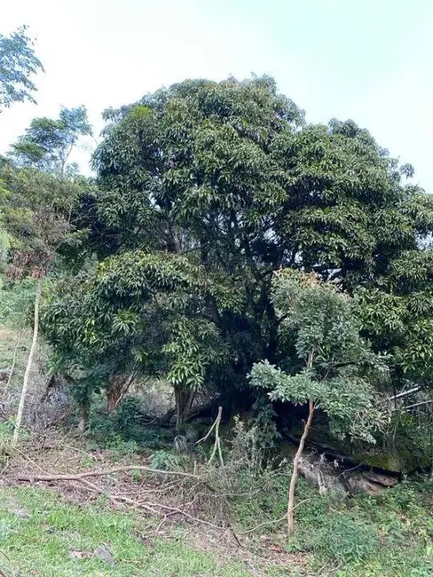 Sala Comercial à venda, 60000m2 em Itapeva - MG - imagem 9 Foto 9 de Sala Comercial à venda, 60000m2 em Itapeva - MG