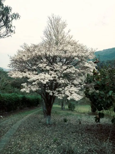 Foto 6 de Chácara com 2 quartos à venda, 98m2 em Extrema - MG
