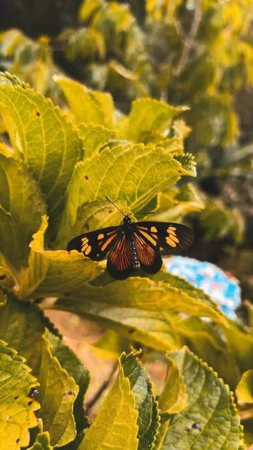 Foto 8 de Chácara com 3 quartos à venda, 2000m2 em Nazare Paulista - SP
