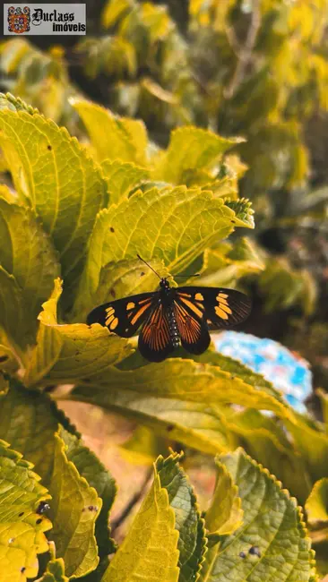 Foto 8 de Chácara com 3 quartos à venda, 2000m2 em Nazare Paulista - SP