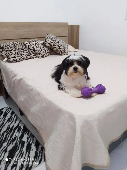 Foto 8 de Casa com 2 quartos à venda, 45m2 em Itanhaem - SP