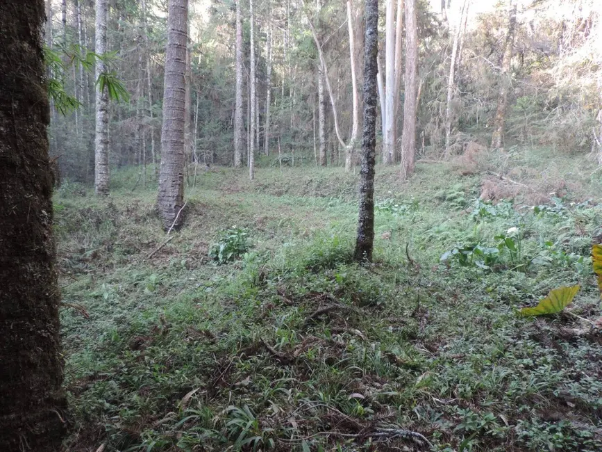 Foto 8 de Sítio / Rancho com 2 quartos à venda, 1000000m2 em Campos Do Jordao - SP