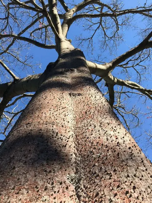 Foto 4 de Sítio / Rancho com 2 quartos à venda, 100m2 em Extrema - MG