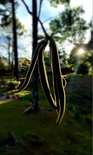 Foto 5 de Sítio / Rancho com 2 quartos à venda, 100m2 em Extrema - MG