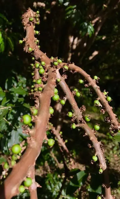 Foto 7 de Sítio / Rancho com 2 quartos à venda, 100m2 em Extrema - MG