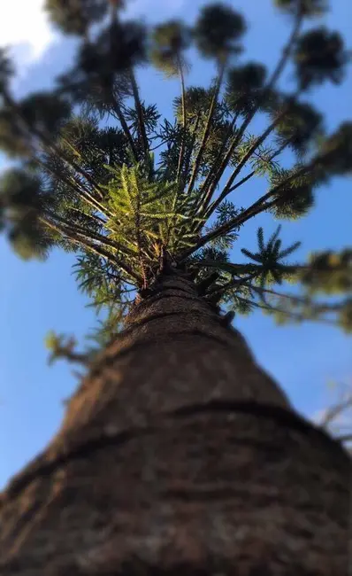 Foto 6 de Sítio / Rancho com 2 quartos à venda, 100m2 em Extrema - MG