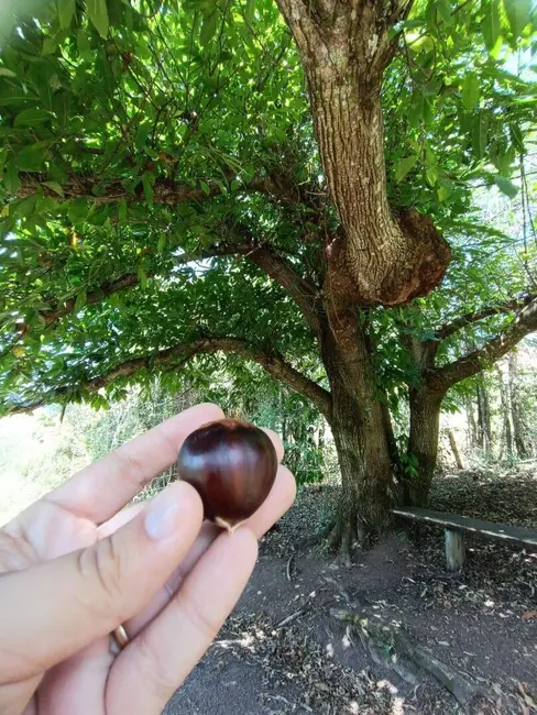 Foto 9 de Sítio / Rancho com 7 quartos à venda, 180m2 em Camanducaia - MG