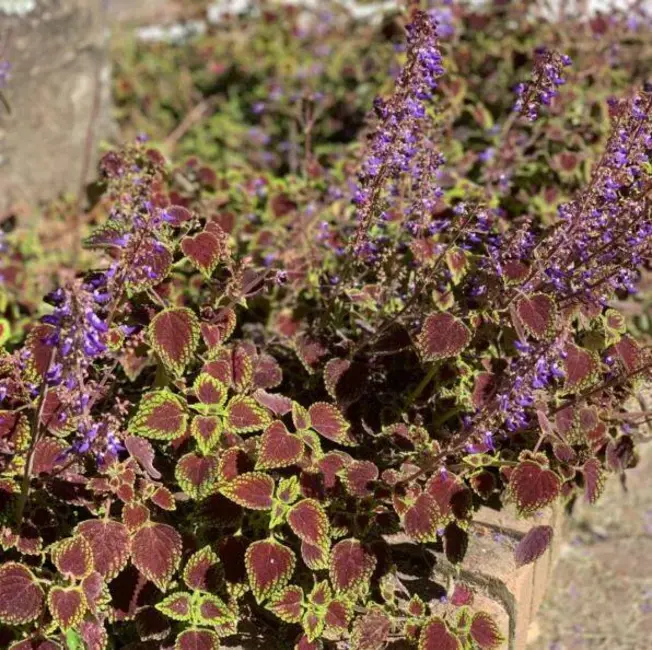 Foto 9 de Sítio / Rancho com 23 quartos à venda, 115600m2 em Taiaçupeba, Mogi Das Cruzes - SP
