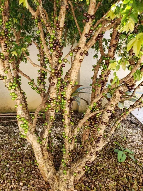 Casa de Condomínio com 4 quartos à venda, 800m2 em Tamboré, Santana De Parnaiba - SP - imagem 6 Foto 6 de Casa de Condomínio com 4 quartos à venda, 800m2 em Tamboré, Santana De Parnaiba - SP