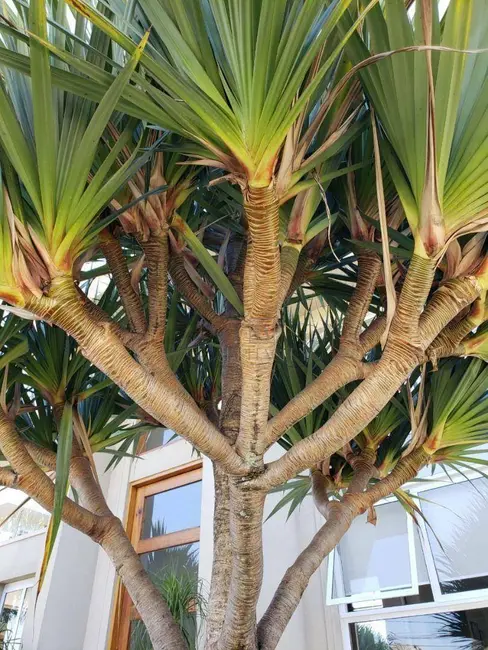 Casa de Condomínio com 4 quartos à venda, 800m2 em Tamboré, Santana De Parnaiba - SP - imagem 7 Foto 7 de Casa de Condomínio com 4 quartos à venda, 800m2 em Tamboré, Santana De Parnaiba - SP