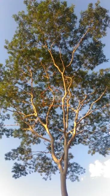 Foto 4 de Chácara com 3 quartos à venda, 220m2 em Paraíso da Cachoeira, Mogi Mirim - SP