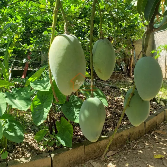 Foto 5 de Chácara com 3 quartos à venda, 1800m2 em Mirante, Mogi Mirim - SP
