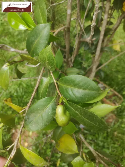 Foto 9 de Sítio / Rancho com 2 quartos à venda, 24200m2 em Boa Vista dos Silva, Braganca Paulista - SP