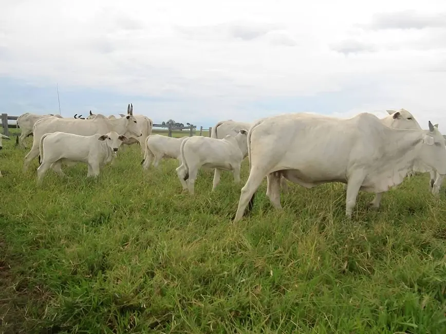 Foto 1 de Fazenda / Haras à venda, 2541m2 em Centro, Pontes E Lacerda - MT