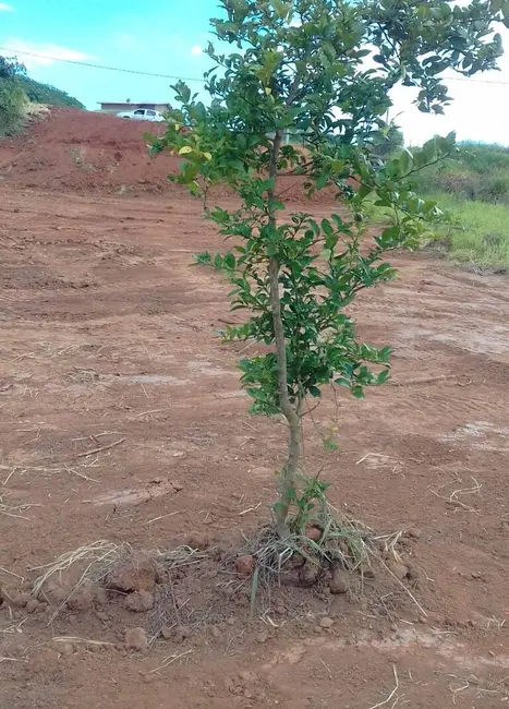 Foto 7 de Terreno / Lote à venda, 1000m2 em Jardim Santa Rita de Cássia, Braganca Paulista - SP