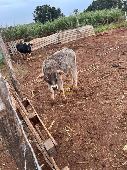 Foto 3 de Sítio / Rancho com 4 quartos à venda, 520000m2 em Miracatu - SP