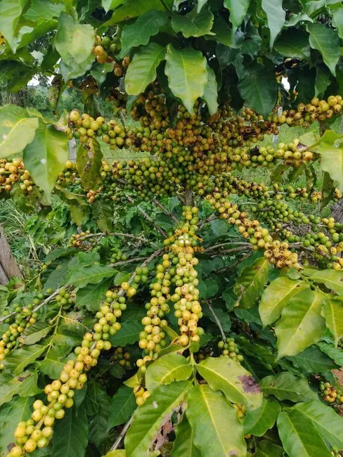 Foto 5 de Sítio / Rancho com 2 quartos à venda, 290400m2 em Sao Jose do Rio Pardo - SP