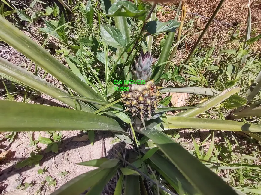 Foto 6 de Chácara com 2 quartos à venda, 95m2 em Barnabés, Juquitiba - SP