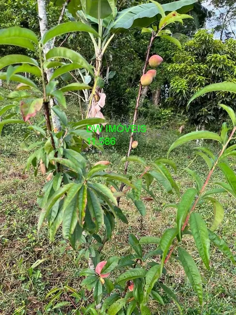 Foto 8 de Sítio / Rancho com 4 quartos à venda, 52000m2 em Centro, Juquitiba - SP