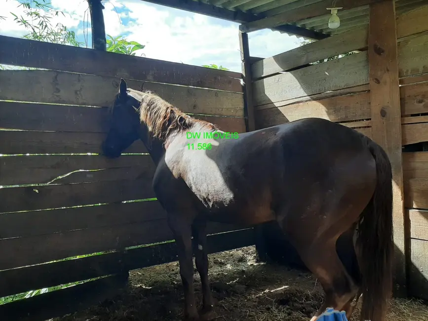 Foto 9 de Chácara com 1 quarto à venda, 150m2 em Miracatu - SP