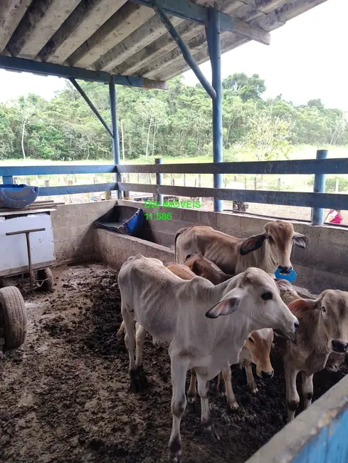 Foto 1 de Fazenda / Haras com 2 quartos à venda, 500m2 em Miracatu - SP