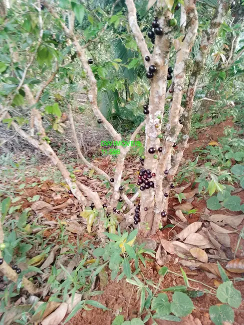 Foto 6 de Chácara com 1 quarto à venda, 80m2 em Miracatu - SP