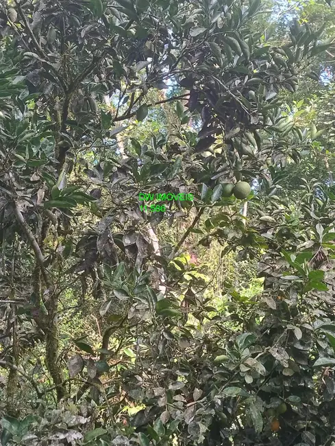 Foto 7 de Chácara com 1 quarto à venda, 70m2 em Miracatu - SP