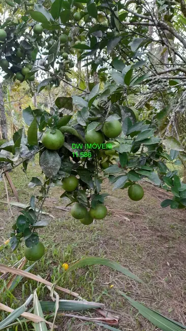 Foto 3 de Sítio / Rancho com 2 quartos à venda, 550m2 em Miracatu - SP