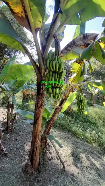 Foto 7 de Sítio / Rancho com 2 quartos à venda, 550m2 em Miracatu - SP