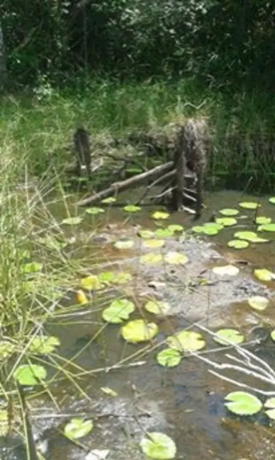 Foto 4 de Fazenda / Haras à venda em Ilheus - BA