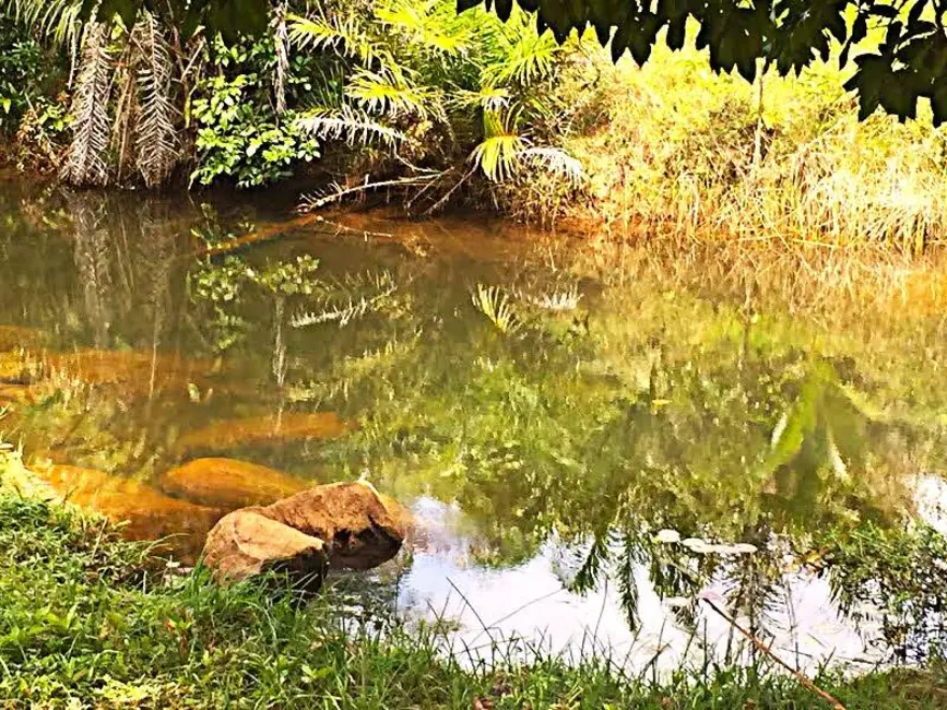 Foto 12 de Fazenda / Haras à venda em Ilheus - BA