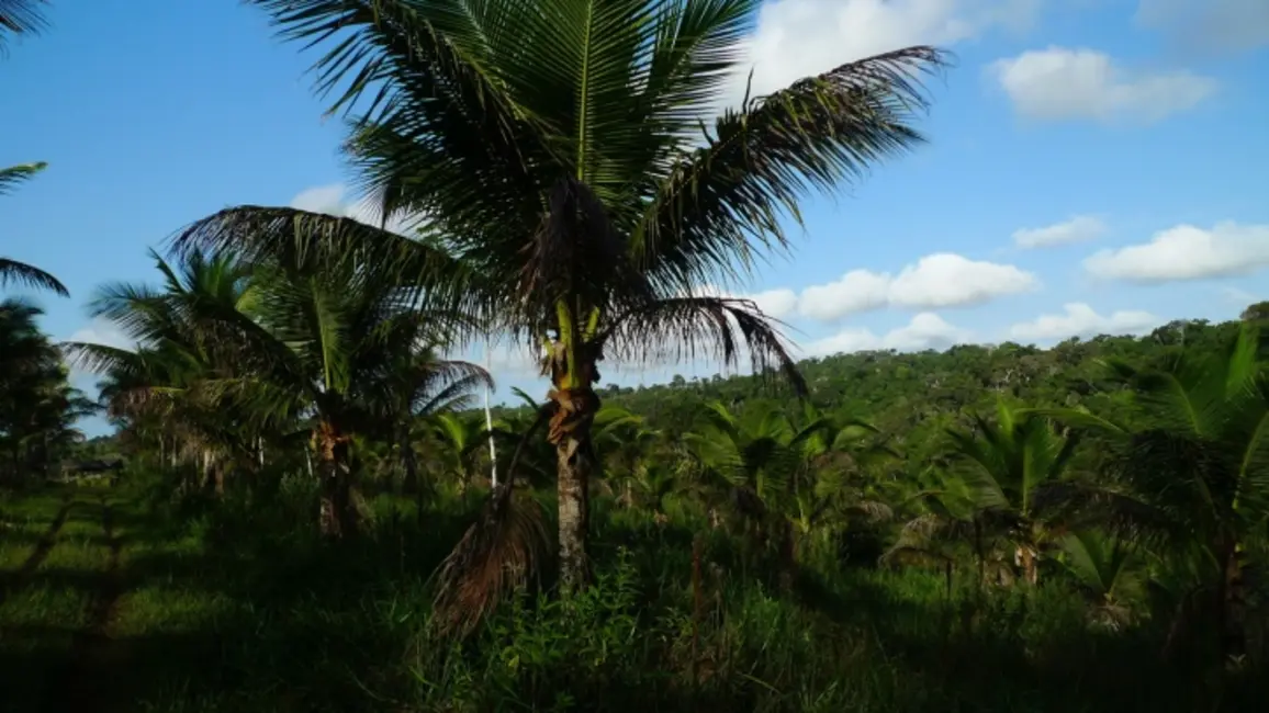 Fazenda / Haras à venda, 80000m2 em Ilheus - BA - imagem 9 Foto 9 de Fazenda / Haras à venda, 80000m2 em Ilheus - BA