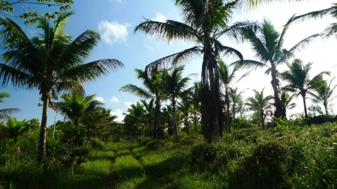 Fazenda / Haras à venda, 80000m2 em Ilheus - BA - imagem 8 Foto 8 de Fazenda / Haras à venda, 80000m2 em Ilheus - BA