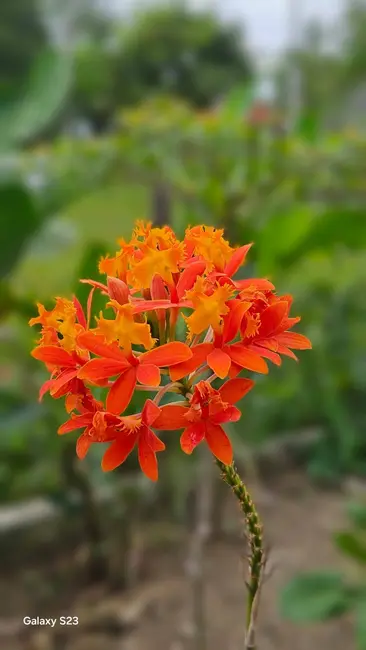 Foto 8 de Casa com 3 quartos à venda, 448m2 em Urucuca - BA