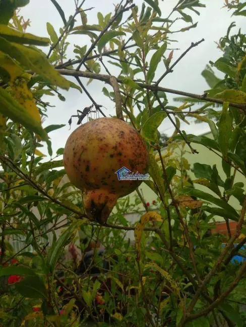 Foto 5 de Casa com 3 quartos à venda, 300m2 em Jardim Maringá, Indaiatuba - SP