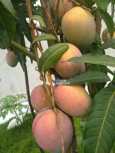 Foto 4 de Casa com 3 quartos à venda, 300m2 em Jardim Maringá, Indaiatuba - SP