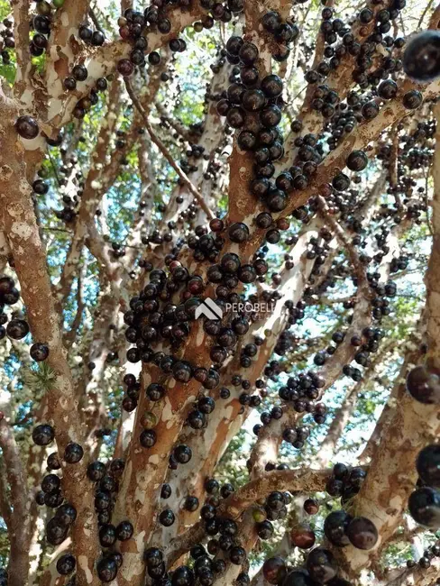 Casa com 4 quartos à venda, 1500m2 em Centro, Itatiba - SP - imagem 4 Foto 4 de Casa com 4 quartos à venda, 1500m2 em Centro, Itatiba - SP