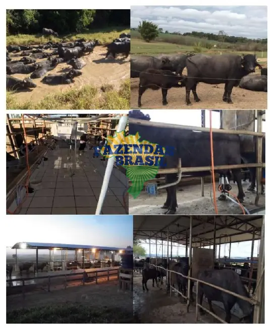 Fazenda / Haras à venda, 298m2 em Santana Do Itarare - PR - imagem 3 Foto 3 de Fazenda / Haras à venda, 298m2 em Santana Do Itarare - PR