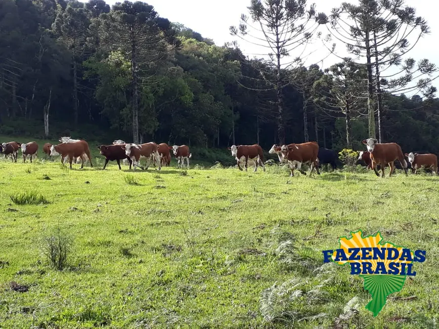 Foto 6 de Sítio / Rancho com 1 quarto à venda, 100m2 em Ponte Alta - SC