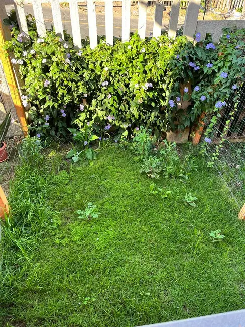 Casa com 1 quarto à venda, 46m2 em Santa Tereza, Porto Alegre - RS - imagem 7 Foto 7 de Casa com 1 quarto à venda, 46m2 em Santa Tereza, Porto Alegre - RS