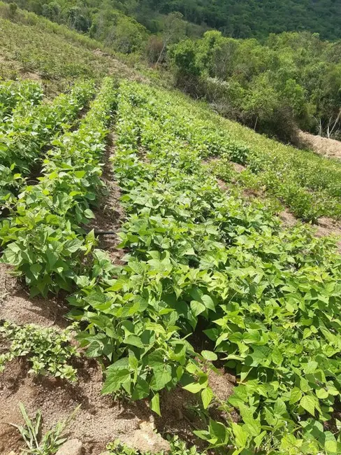 Foto 2 de Chácara com 2 quartos à venda, 320000m2 em Centro, Mariana Pimentel - RS