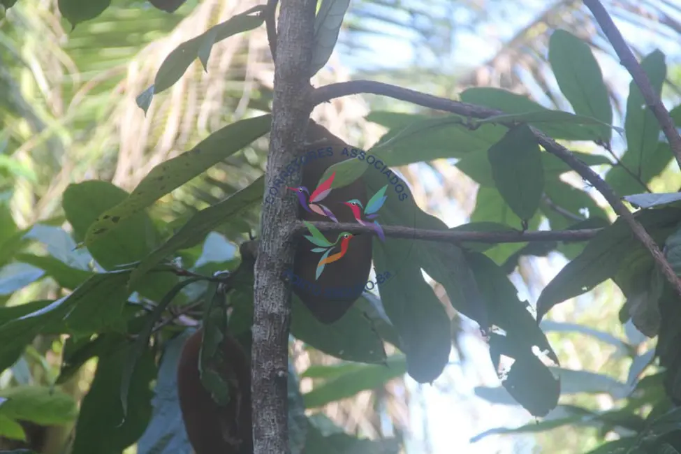 Foto 2 de Terreno / Lote à venda, 8032m2 em Porto Seguro - BA