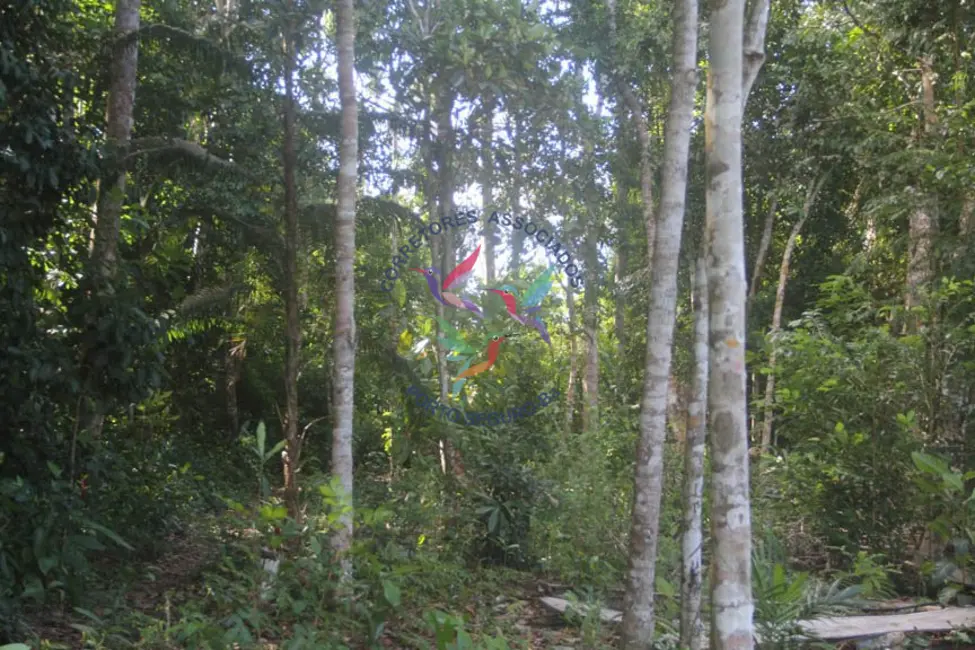 Foto 7 de Terreno / Lote à venda, 8032m2 em Porto Seguro - BA